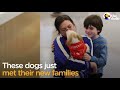 5. Sınıf  İngilizce Dersi  Describing what people/animals are doing now Dogs React To Being Adopted and Rescued | In honor of National Animal Shelter and Rescue Appreciation Week, we put ... konu anlatım videosunu izle
