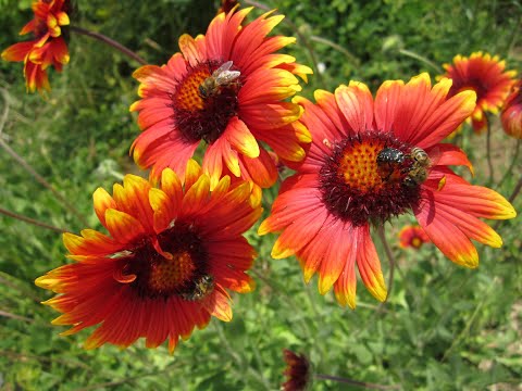 Удивительно красивые и чудесные цветы! / Amazingly beautiful and wonderful flowers!