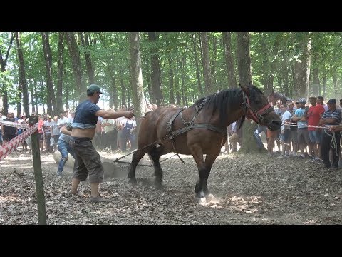 Concurs cu cai de tractiune - Sectiunea simplu - Negresti- Oas, Satu Mare 2017
