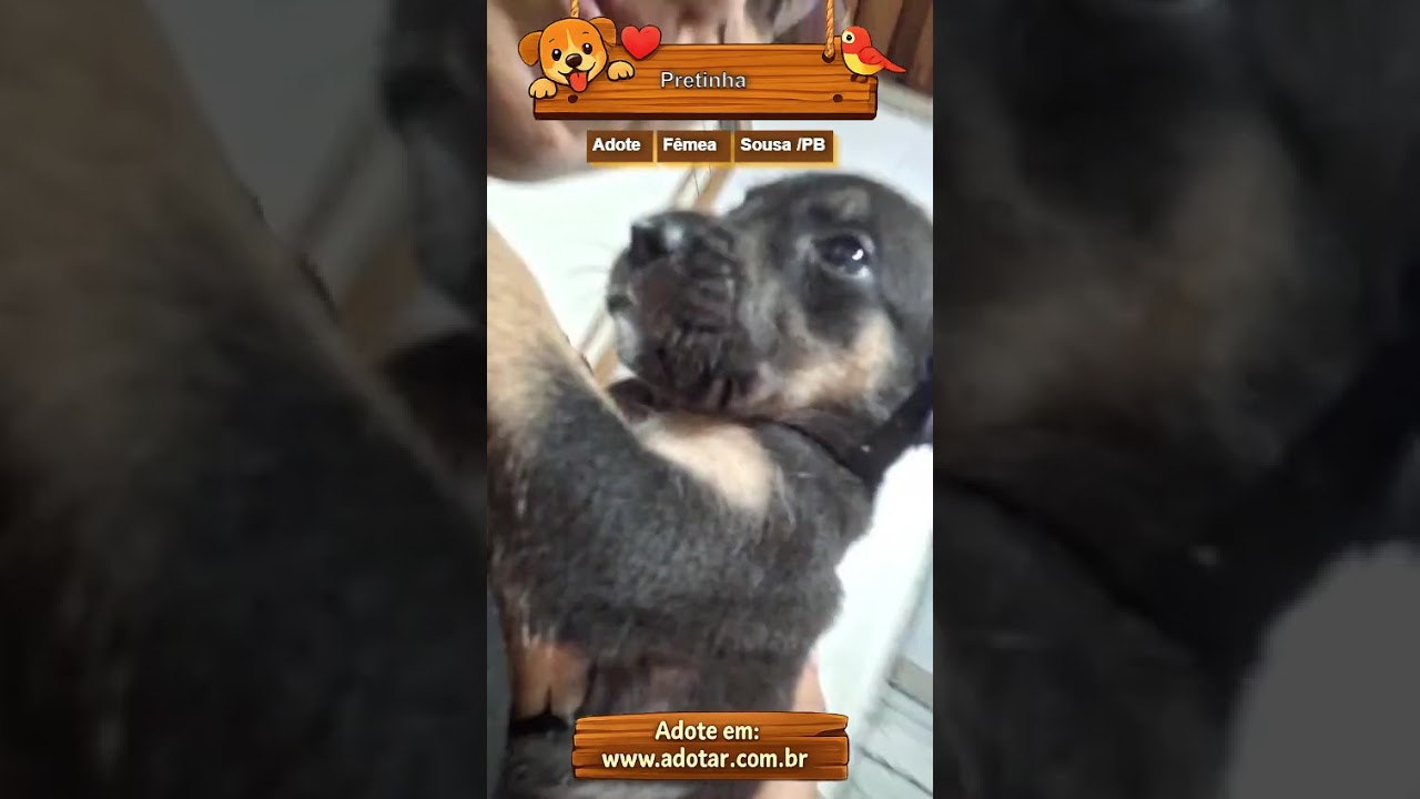Cachorro raça SRD-ViraLata idade Abaixo de 2 meses nome Pretinha