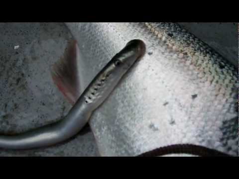 Lamprey eating Bristol Bay Salmon