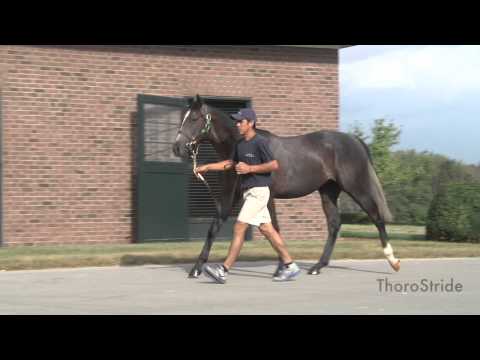 KEESEP15, Hip 900, C, Unbridled's Song--Graeme Six