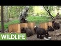 Activist Documents Feeding Time Routine For Orphaned Bear Cubs