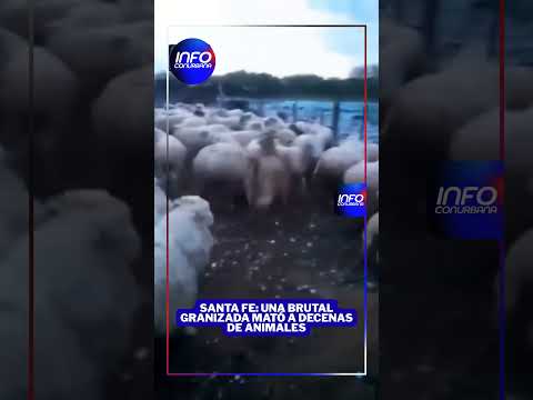 🌨️ Un violento temporal de granizo azotó una zona rural de Fortín Olmos, en el norte de Santa fe