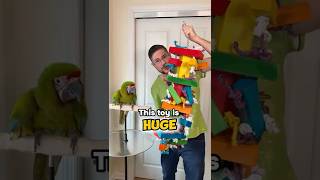 This Macaw Toy is HUGE!!!