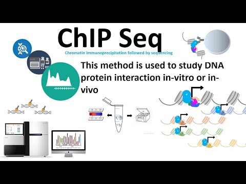 Chip seq (chromatin immuno-precipitation followed by sequencing)