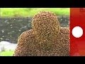 Covered in bees: China man spends a record hour in living bee coat