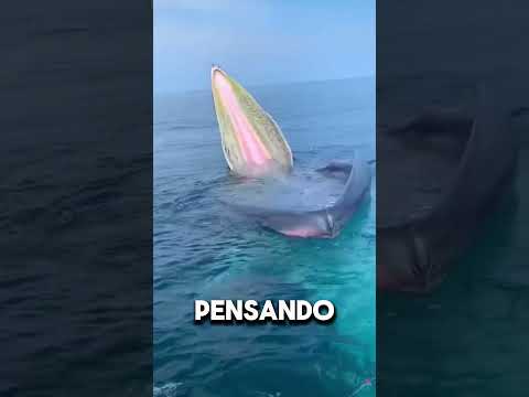 No te sientes en este bote marino #viral
