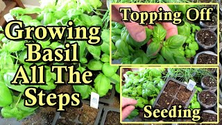 How to Seed Start Basil with Growth & Pinching/Topping Off Examples: When to Start It & General Care