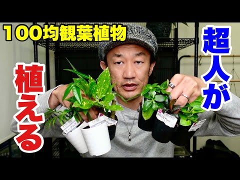 園芸 コスタリカ産のバンブーヤシ