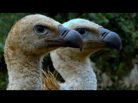 Riserva Naturale del Lago di Cornino, Forgaria nel Friuli