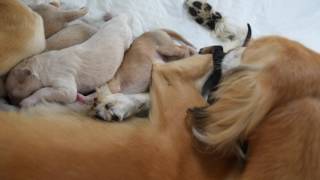 Download lagu Farlat Saluki - Fara & Coral Charm babies 5 day mp3 Download lagu Farlat Saluki - Fara & Coral Charm babies 5 day mp3