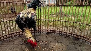 Download lagu C4RR4 MENGATAS1 DAN PENYEB4B 4Y 4M NG0'05 NG005'4N mp3 Download lagu C4RR4 MENGATAS1 DAN PENYEB4B 4Y 4M NG0'05 NG005'4N mp3