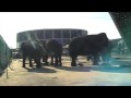 Ringling Philly Elephants May 13 2009