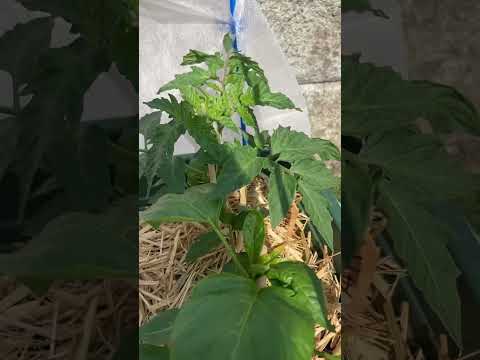 野菜の豊作を促すコンパニオンプランツを知ることがなぜ重要なのでしょうか?  庭園