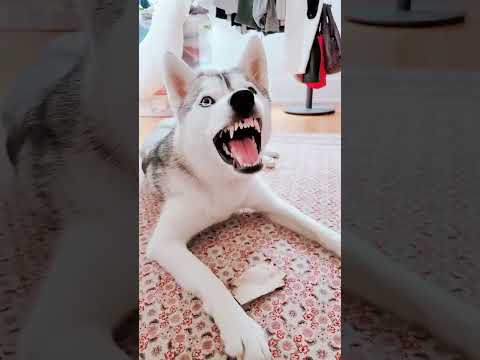 Belial. Behemoth. Beelzebub. Asmodeus. Satanas. Lucifer. 👹