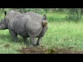 Rhino Pooping ASMR Satisfying Sounds No Talking