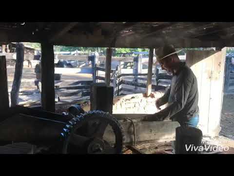 Produção de rapadura Família vieira