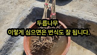 두릅나무 이렇게 심으면 뿌리 번식도 잘 됩니다