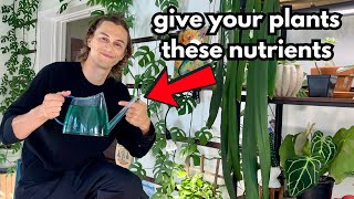 This is How to Fertilize Houseplants - How Much, How Often & What to Fertilize Indoor Plants