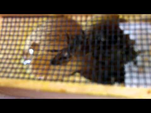 All Hail the New Queen!