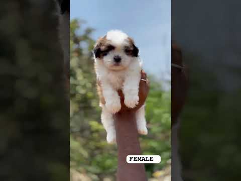 #shitzu #goldenretreiver #dog #shitzupuppies #husky #cute