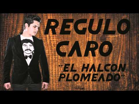 EL HALCON PLOMEADO-REGULO CARO
