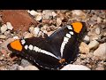 Scorpions - Yellow Butterfly ( High Quality Sound )
