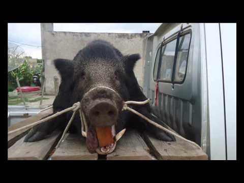 caceria de jabali- paralle, rocha