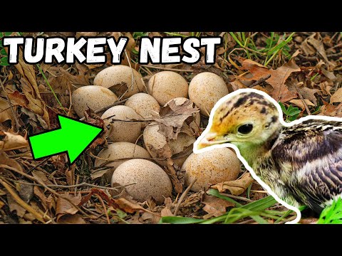 Factors for TURKEY NEST SUCCESS and POULT SURVIVAL - (Missouri Turkey Research)