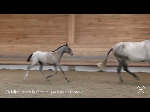 ODALISQUE DE LA GESSE - F PSL - 11/04/2018