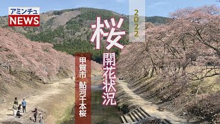 【アミンチュニュース】 桜開花状況 甲賀市 鮎河千本桜