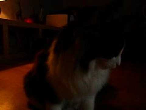 Kastrerad katt (Simon)