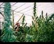 marijuana music by Mr.Garth-Culti-Vader 