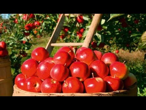 How to produce millions of Apple Tree - Apple Seedlings Production- Harvesting and processing Apple.