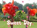 Good Morning Greetings Sweet Morning Short Video Wishes Wallpaper Cards