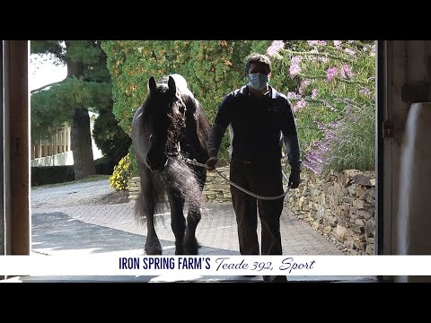 A Day in the Life of Teade 392, Sport at Iron Spring Farm - KFPS Friesian Dressage Stallion