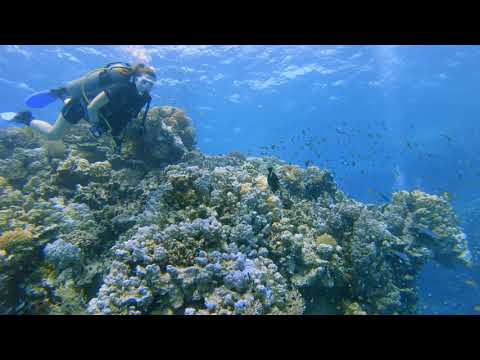 Wadi Lahami - Dive