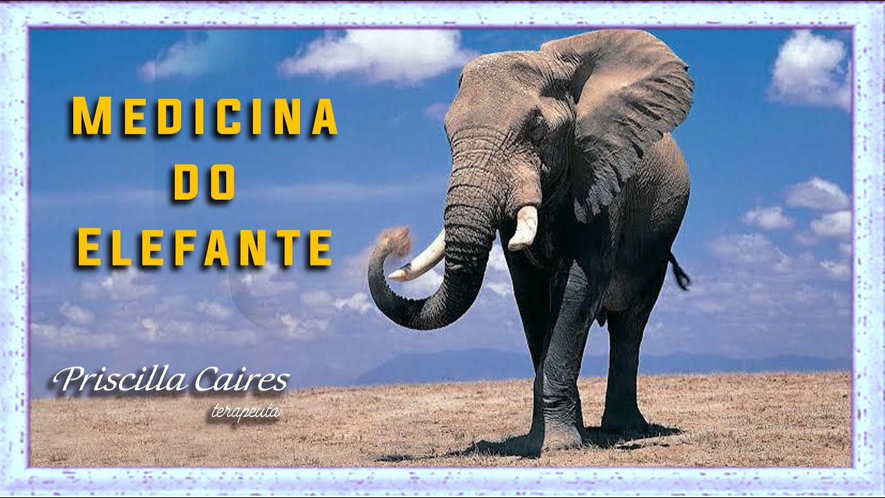 Medicina e meditação do arquétipo animal de poder elefante