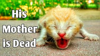 Try to save life of newborn kitten | So cute kitty