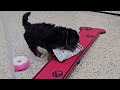 Mini Bernedoodle dogs for sale: Toby - Video 1