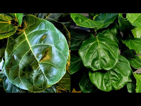 Tips to STOP killing your Fiddle Leaf Fig