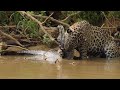 Jaguar hunts and makes a huge KILL!!