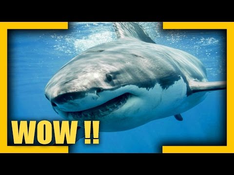 Do sharks lay eggs or give live birth