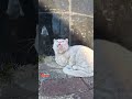 Angry White Cat Meowing Like A Baby Cat Straycat Kitten