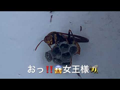 スナバチの営巣補助具を作成する トピックス