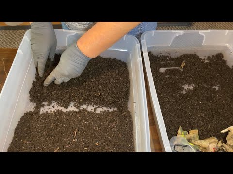 Horizontal Migration Set Up for Vee Worm Bin