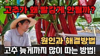고추 빨리익는약 빨갛게 만드는법 빨간고추 많이 열리게 하는법