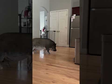 Un cochon qui parle réclame des friandises !