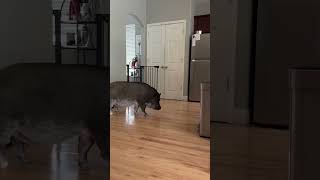 Un cochon qui parle réclame des friandises !